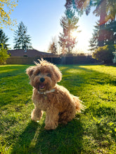 Load image into Gallery viewer, Biscuit!
